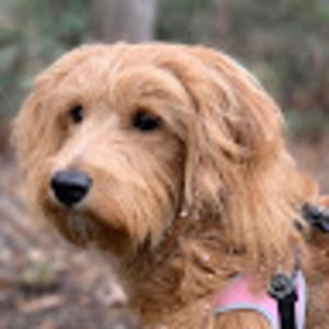 Meet your Posher, Lily